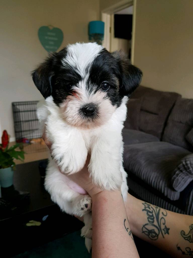 shichon puppies for sale gumtree
